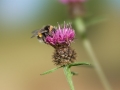 Bee_on_a_thistle